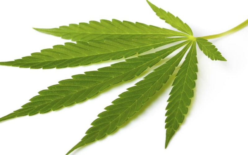 Regulación Responsable llevará la legalización del cannabis al Tribunal de Estrasburgo